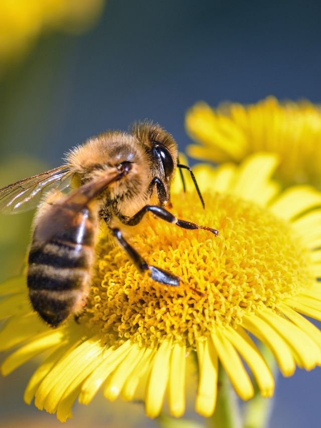 Essential Ways Bees Impact Our Lives